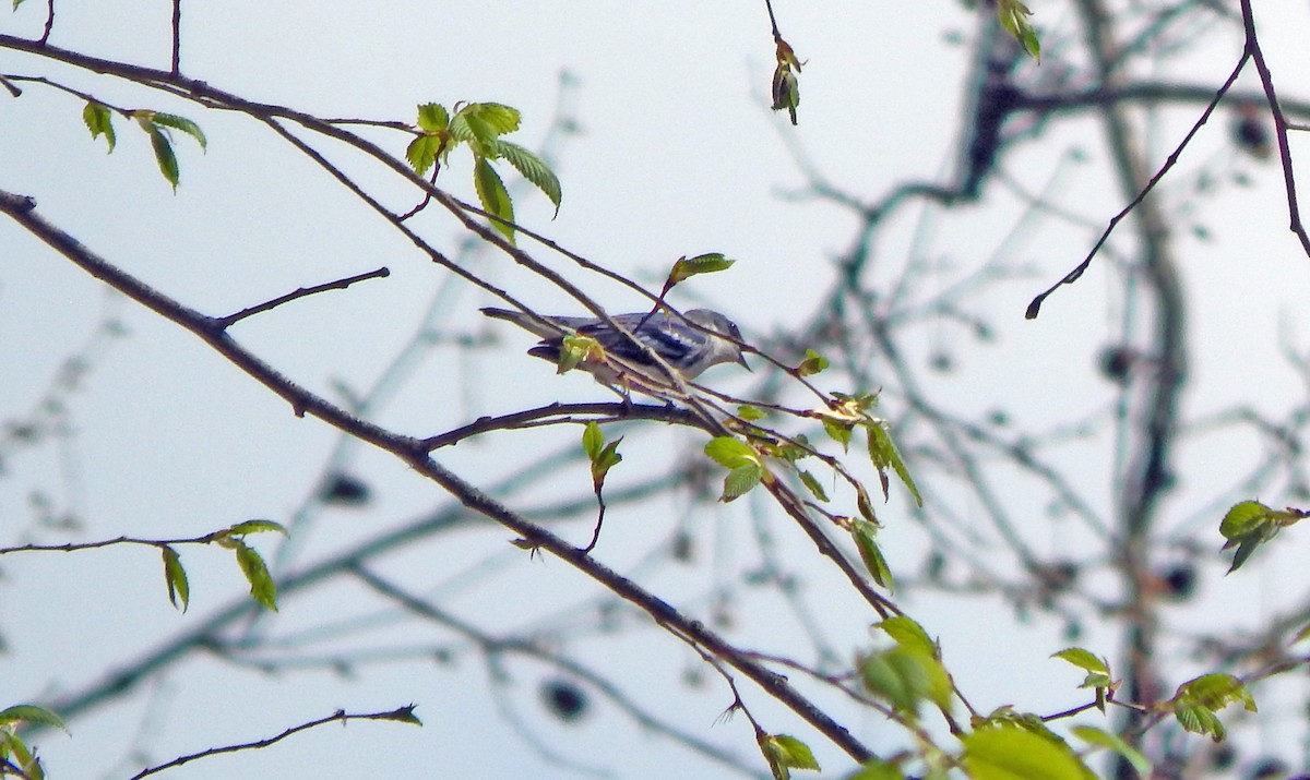 Cerulean Warbler - ML568561221