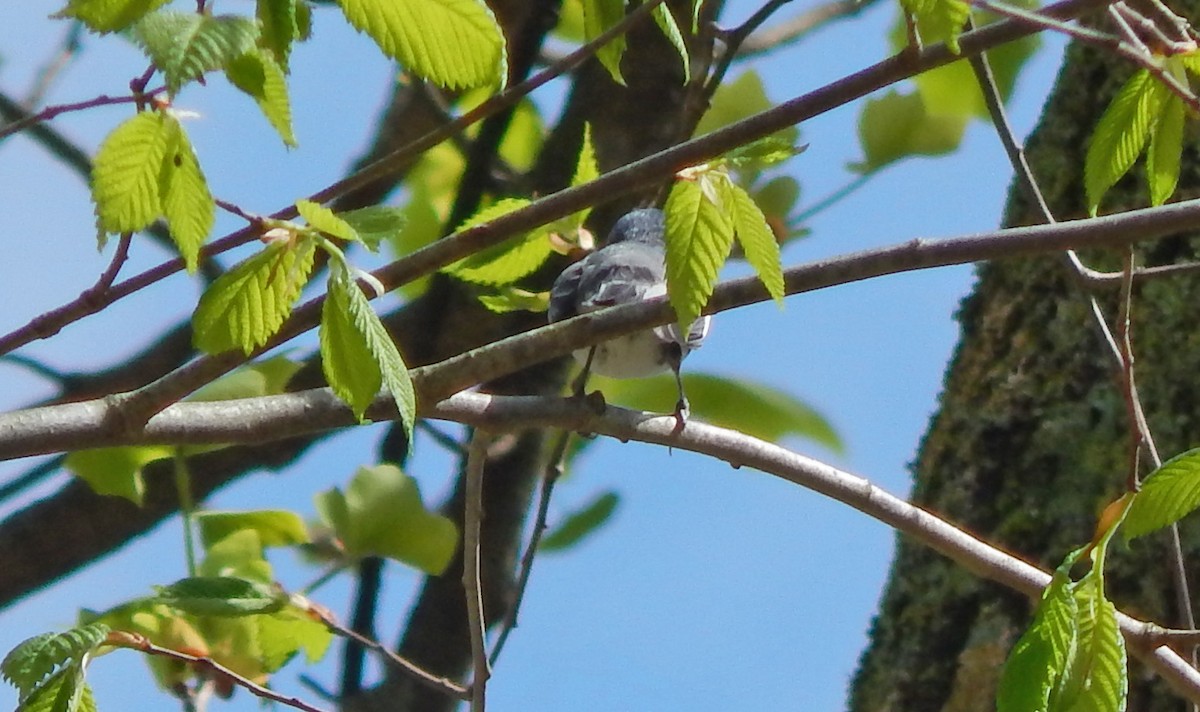 Cerulean Warbler - Derek Hill