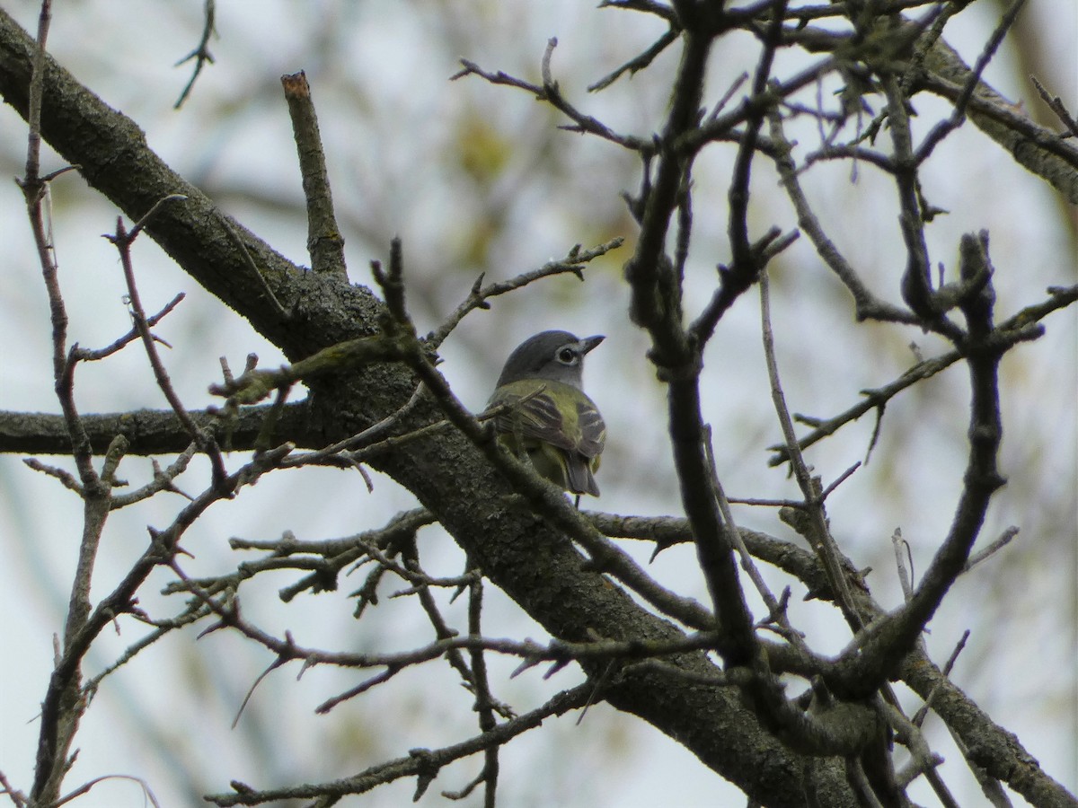 Blue-headed Vireo - ML568562281