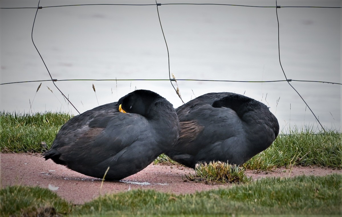 Giant Coot - ML568563141