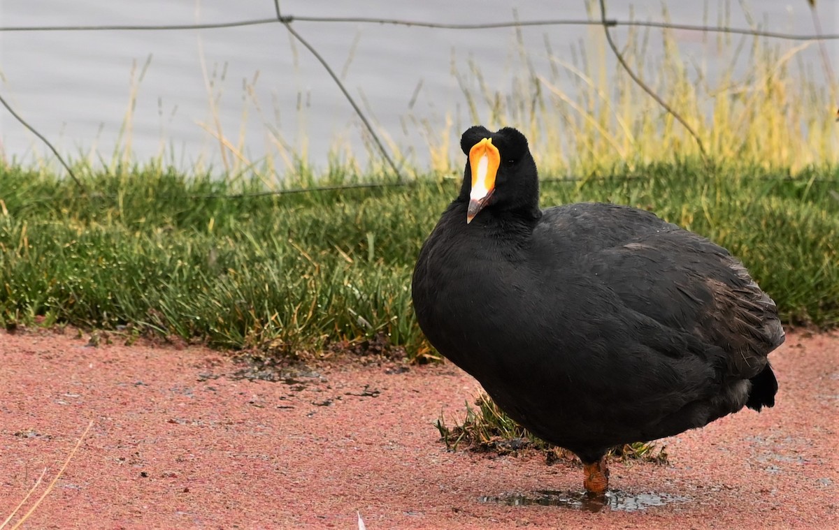 Giant Coot - ML568563151