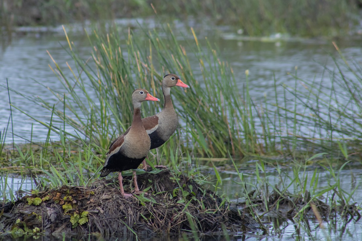 Black-bellied Whistling-Duck - ML568563411