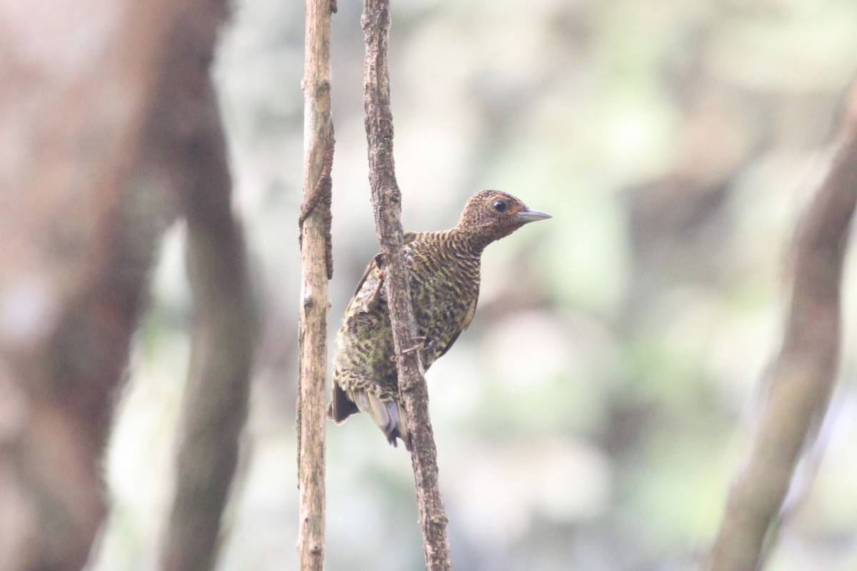 Green-backed Woodpecker (Little Green) - ML56856371