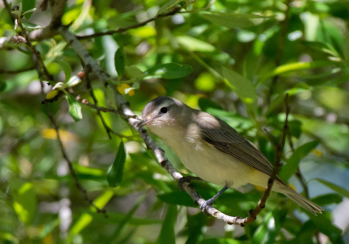 Warbling Vireo - ML568563801