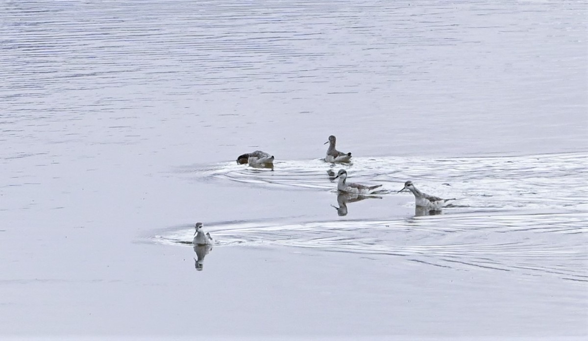 Wilson's Phalarope - ML568564081