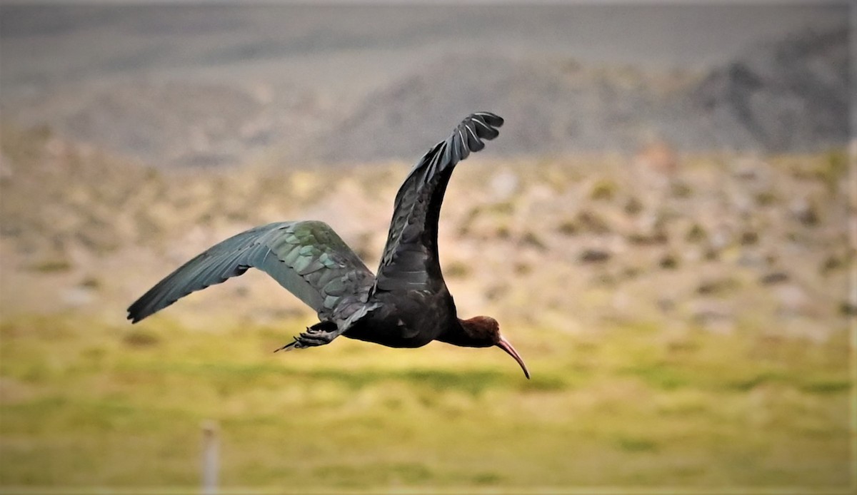 ibis andský - ML568564381