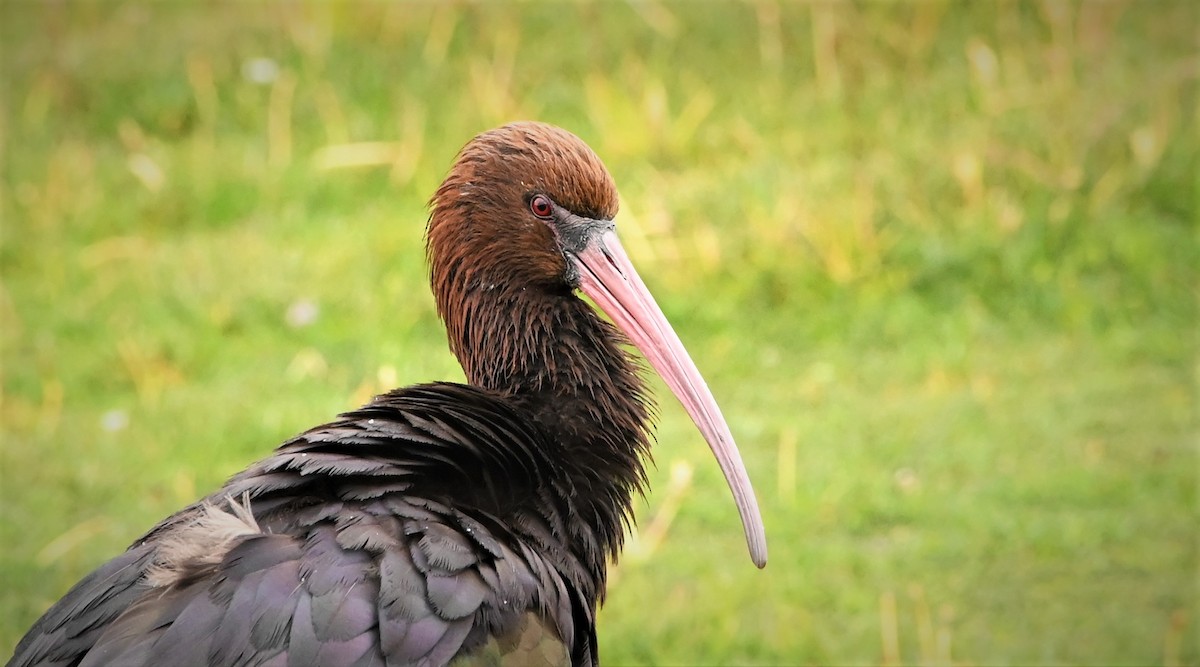 ibis andský - ML568564411