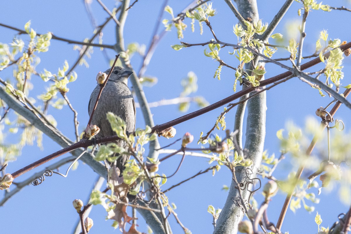 Brown-headed Cowbird - Robert Sawyer