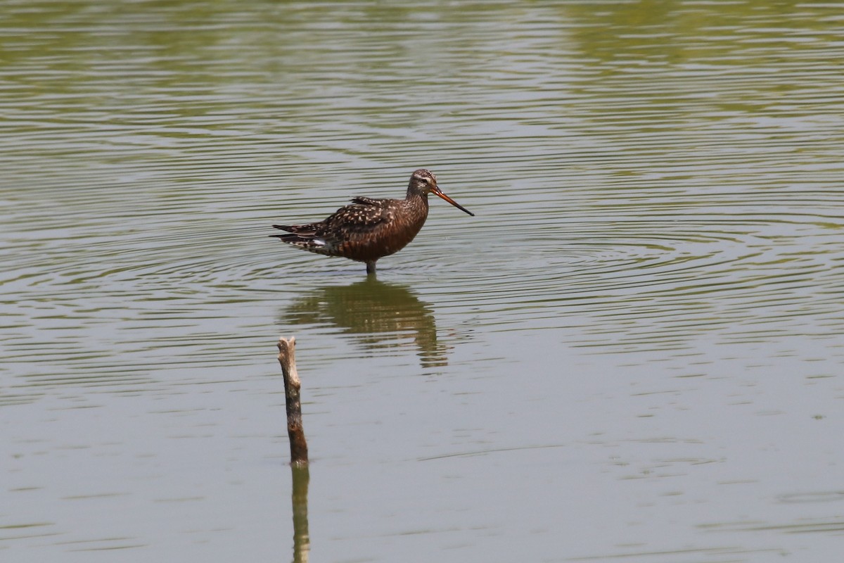 Hudsonian Godwit - PJ Pulliam