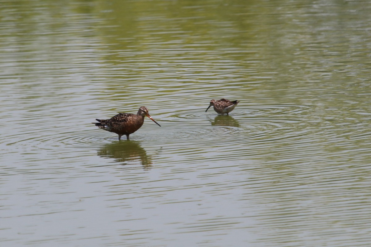 Hudsonian Godwit - PJ Pulliam