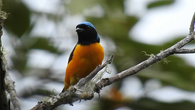 Golden-rumped Euphonia - ML568564841