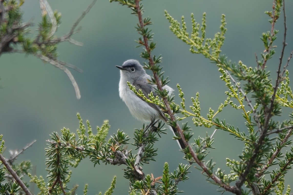 Blue-gray Gnatcatcher - Erica Rutherford/ John Colbert