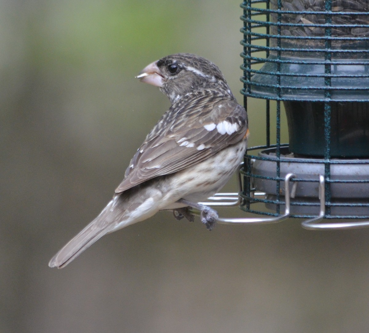 Rose-breasted Grosbeak - S. Andujar