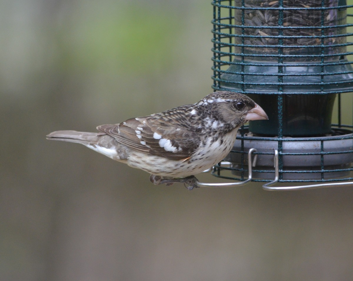 Rose-breasted Grosbeak - S. Andujar