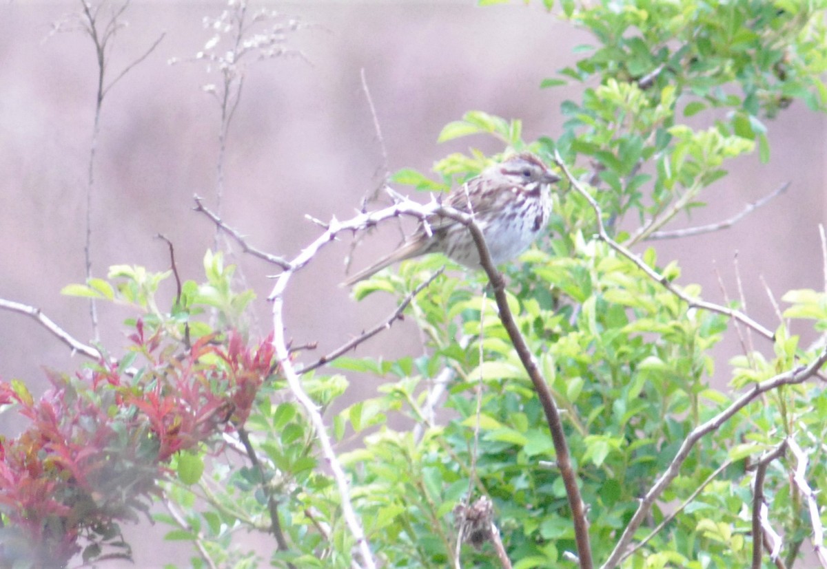 Song Sparrow - ML568568761