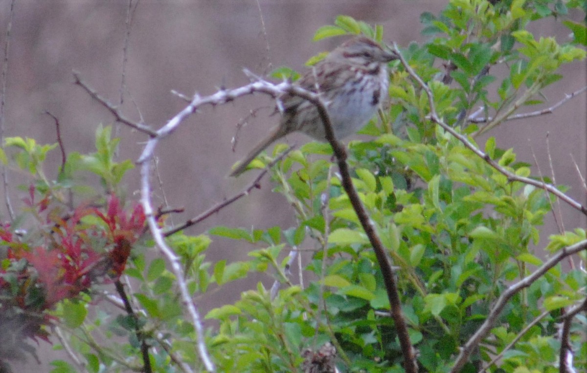 Song Sparrow - ML568568971