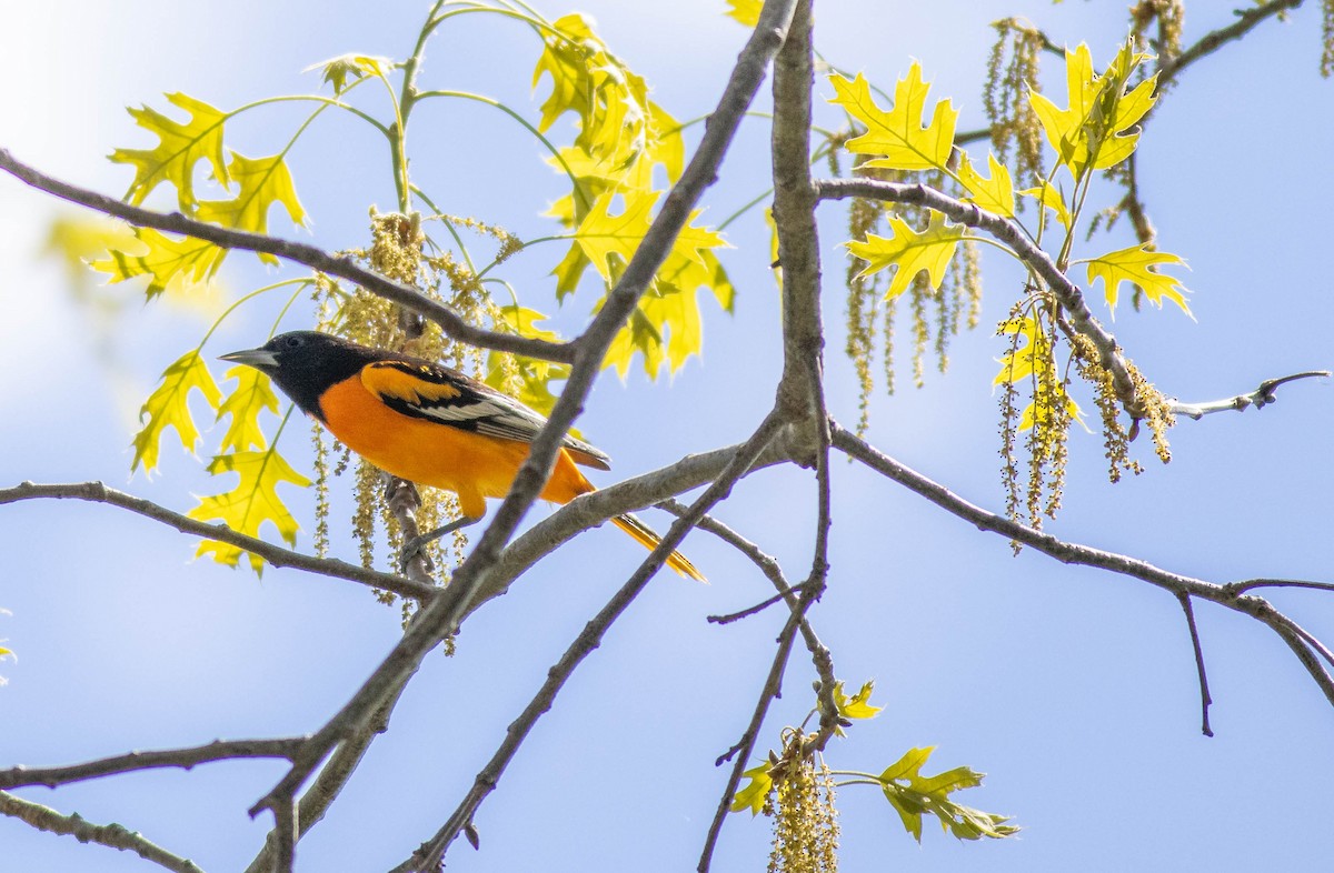 Baltimore Oriole - John Garrison