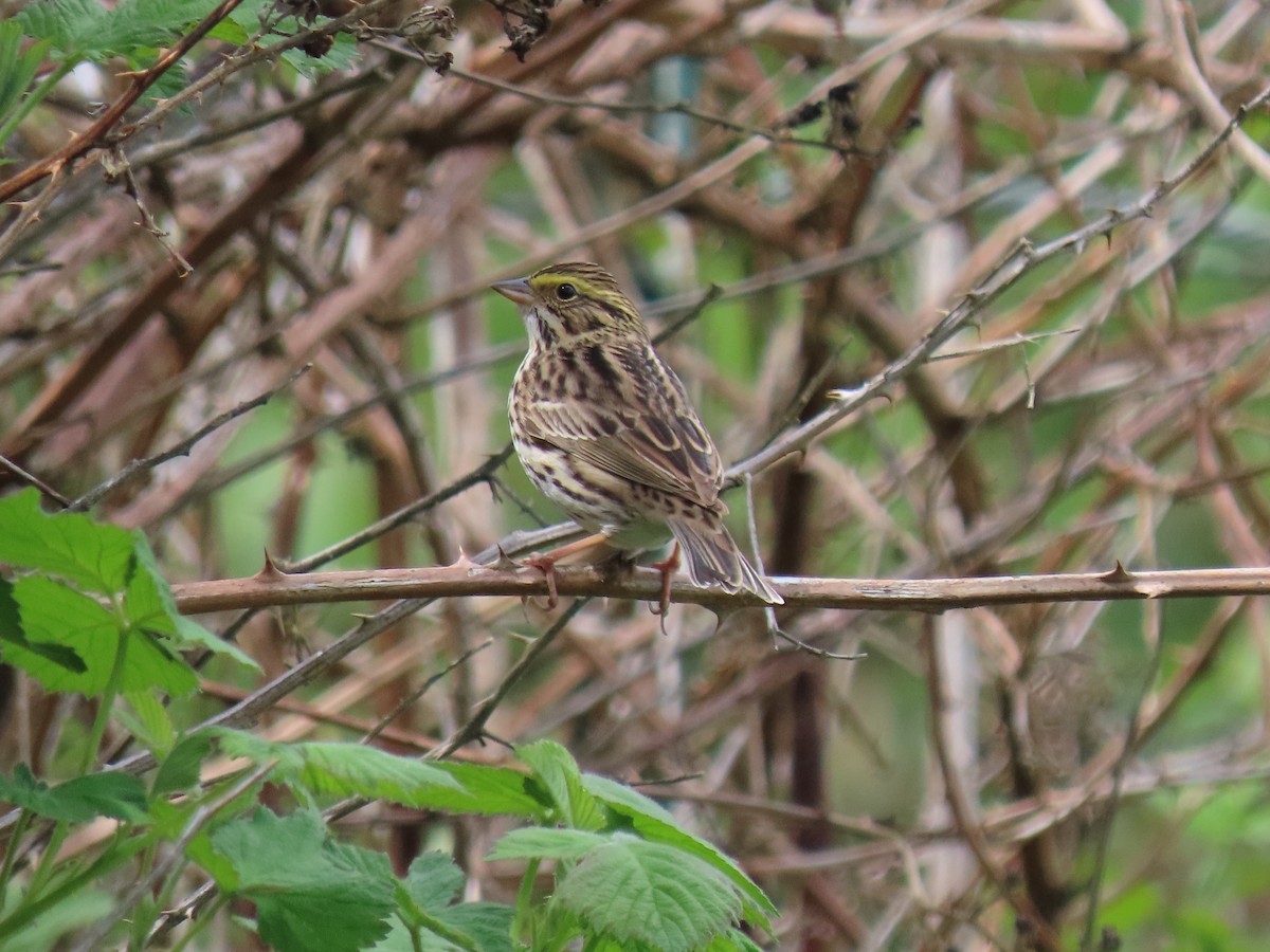 Savannah Sparrow - ML568571521