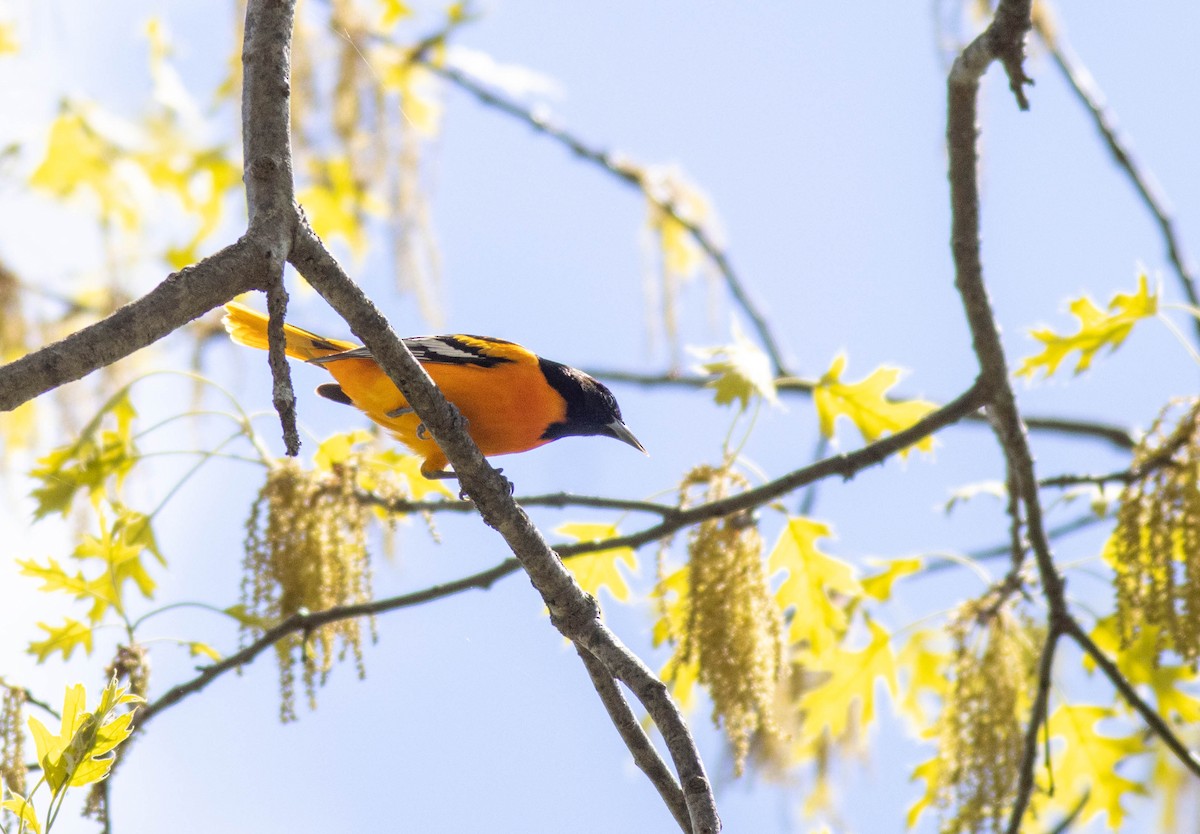 Baltimore Oriole - ML568571581