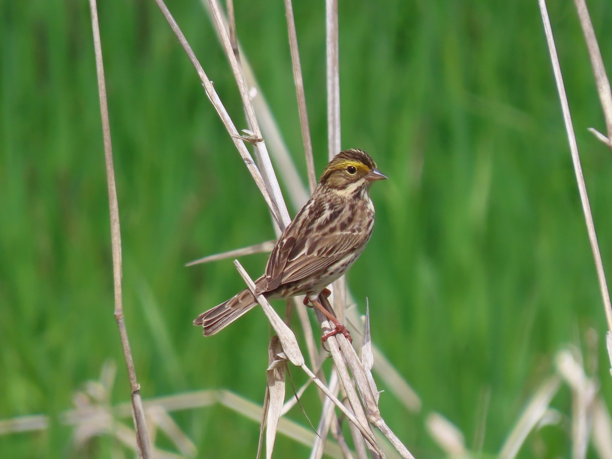 Savannah Sparrow - ML568571771