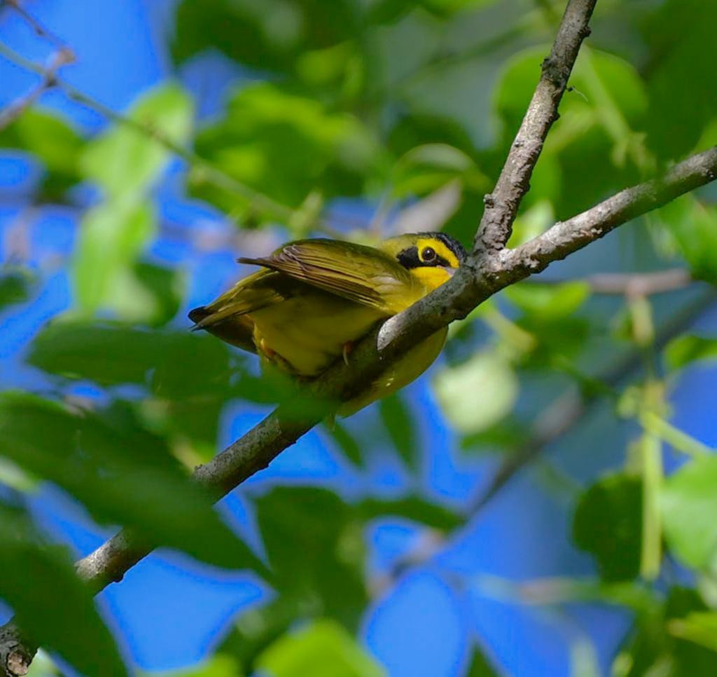 Kentucky Warbler - ML568572521