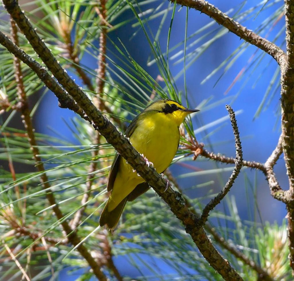 Kentucky Warbler - ML568572531