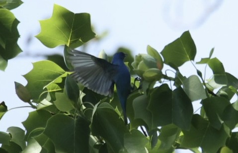 Indigo Bunting - ML568572881
