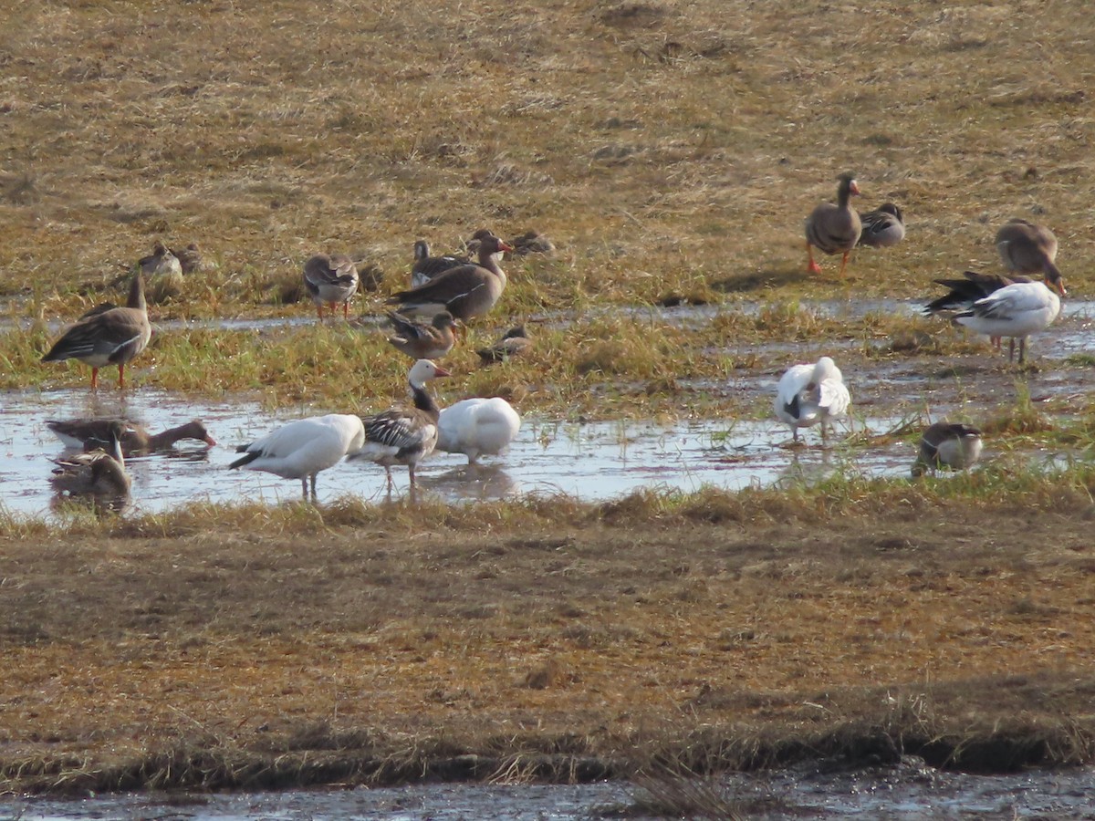 Snow Goose - ML568573361