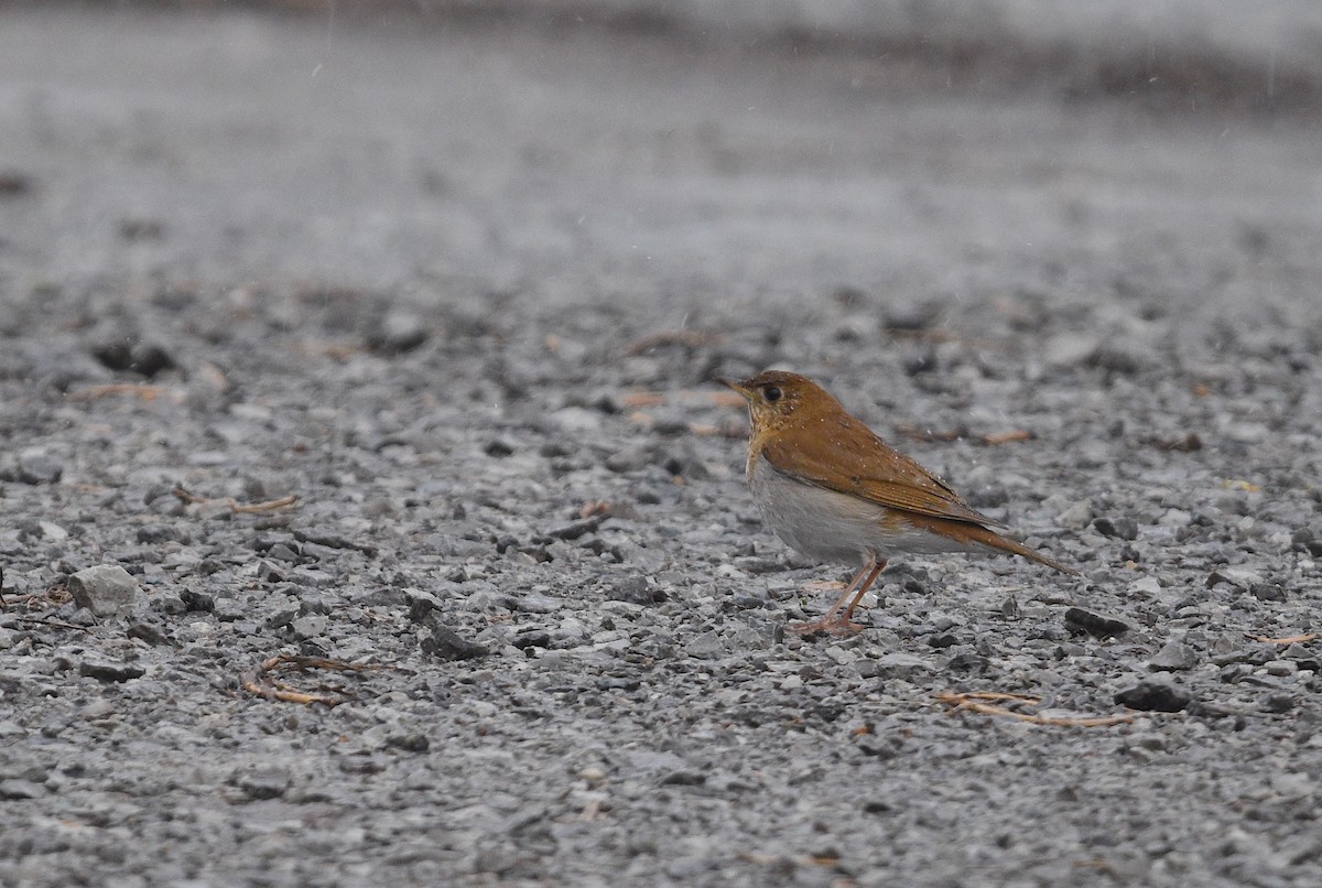 Veery - ML568573541