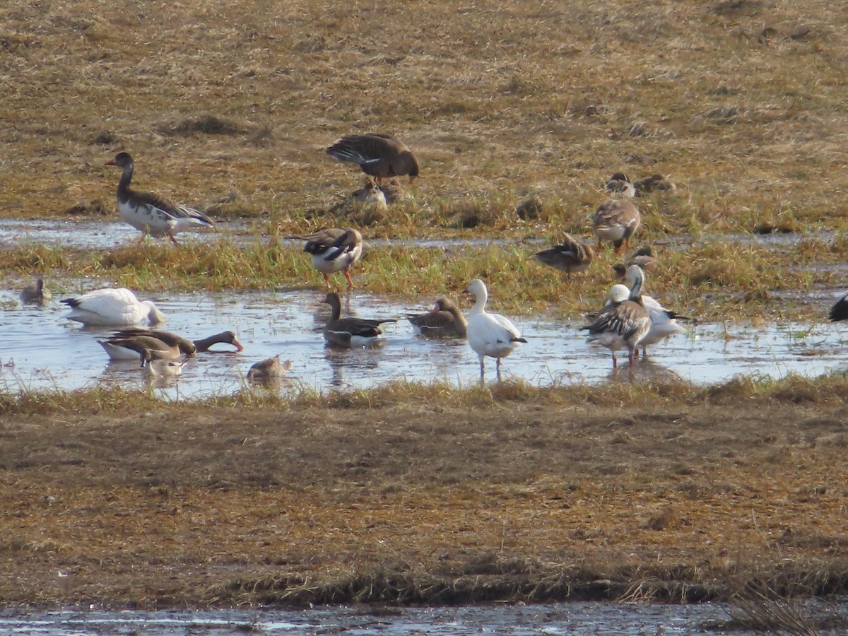 Snow x Greater White-fronted Goose (hybrid) - ML568573701
