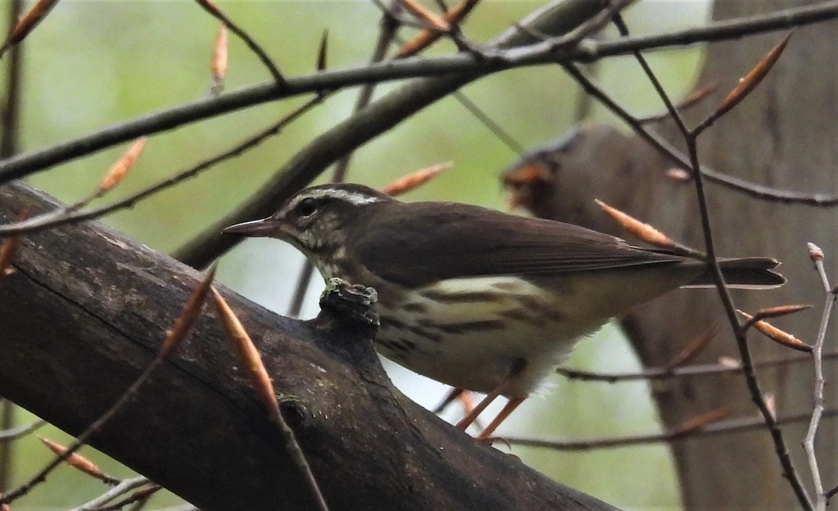 Louisiana Waterthrush - ML568574131