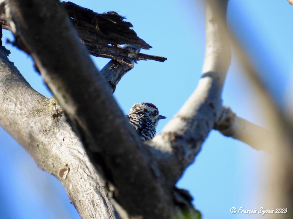 Yellow-bellied Sapsucker - ML568574401