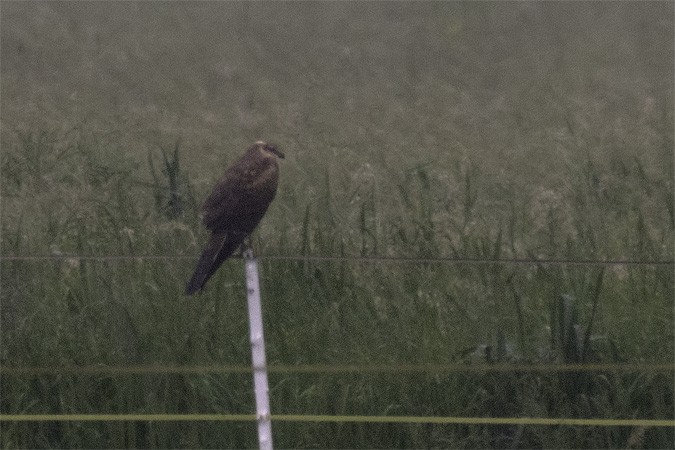 Pallid Harrier - ML56857521