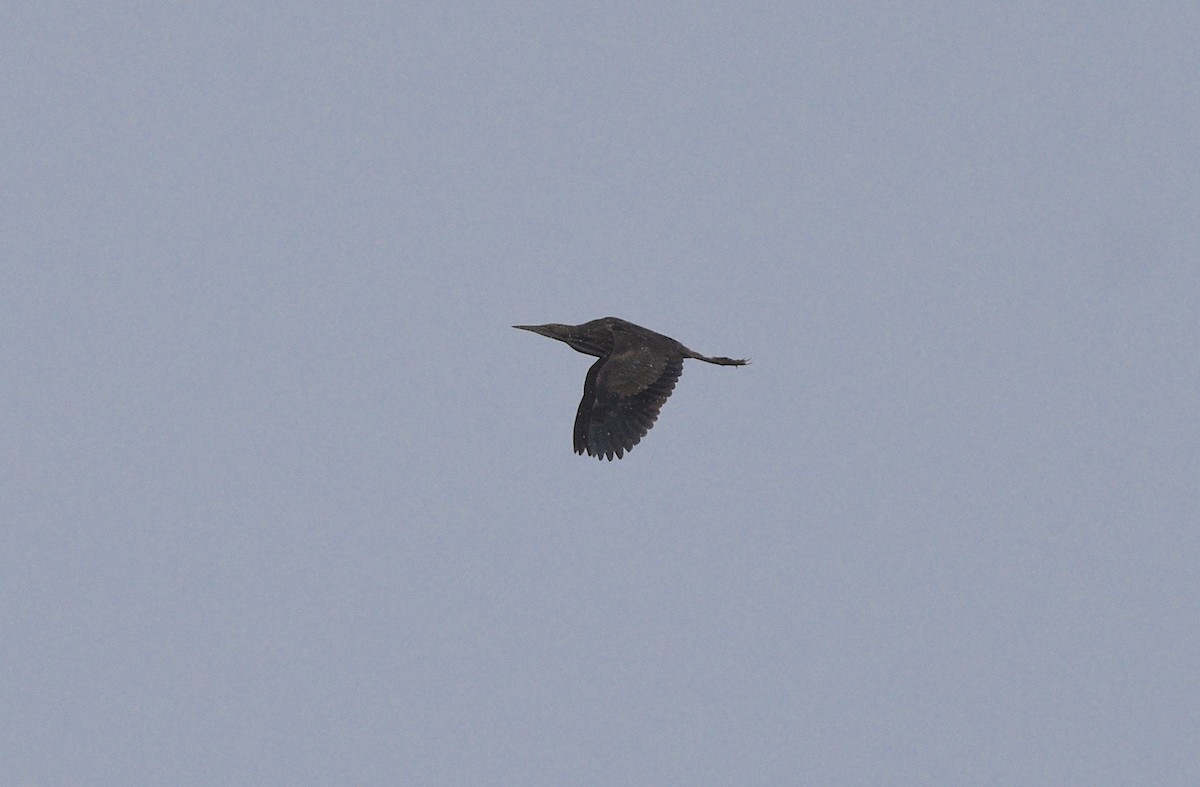 American Bittern - ML568575611