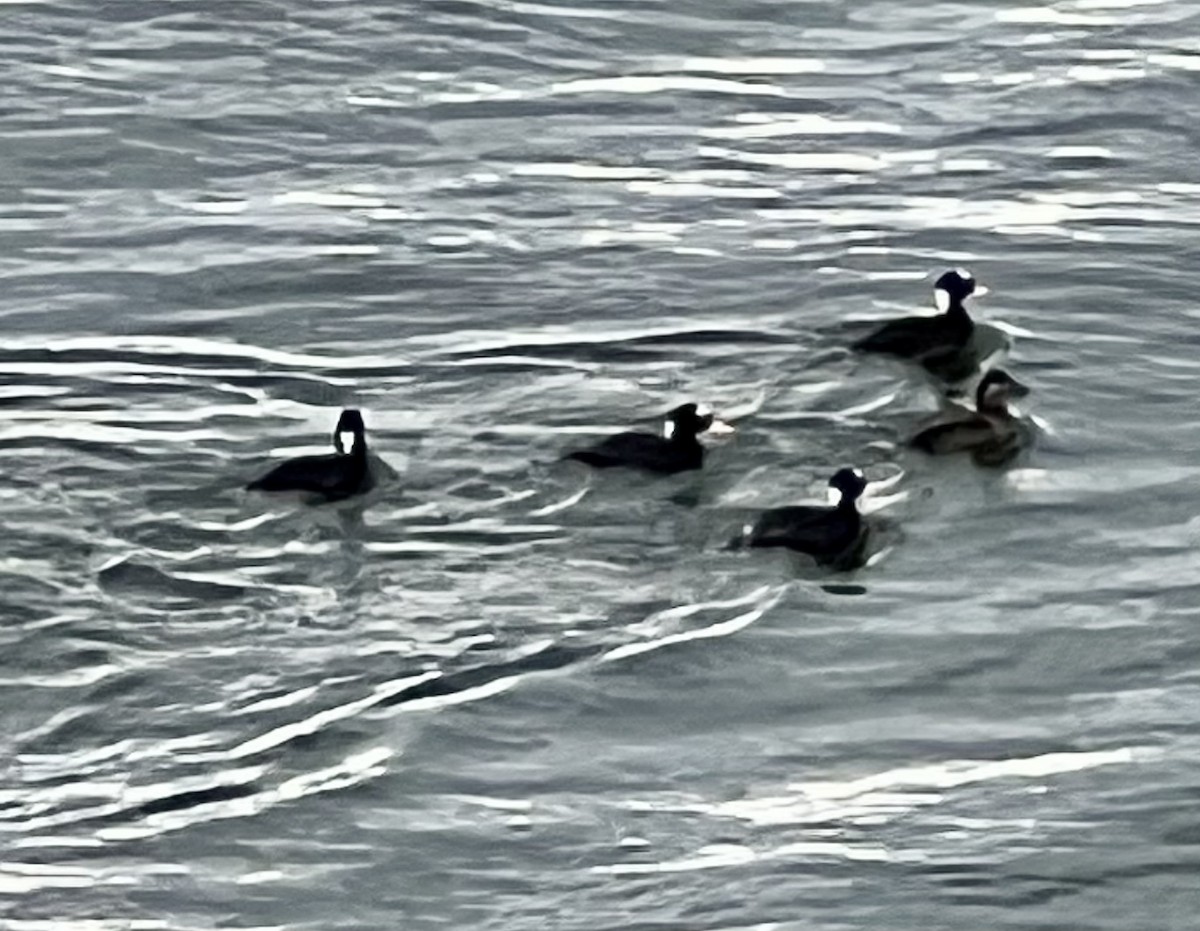 Surf Scoter - ML568575921