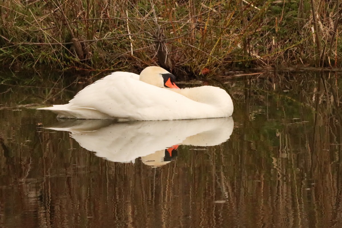 Cygne tuberculé - ML568578181