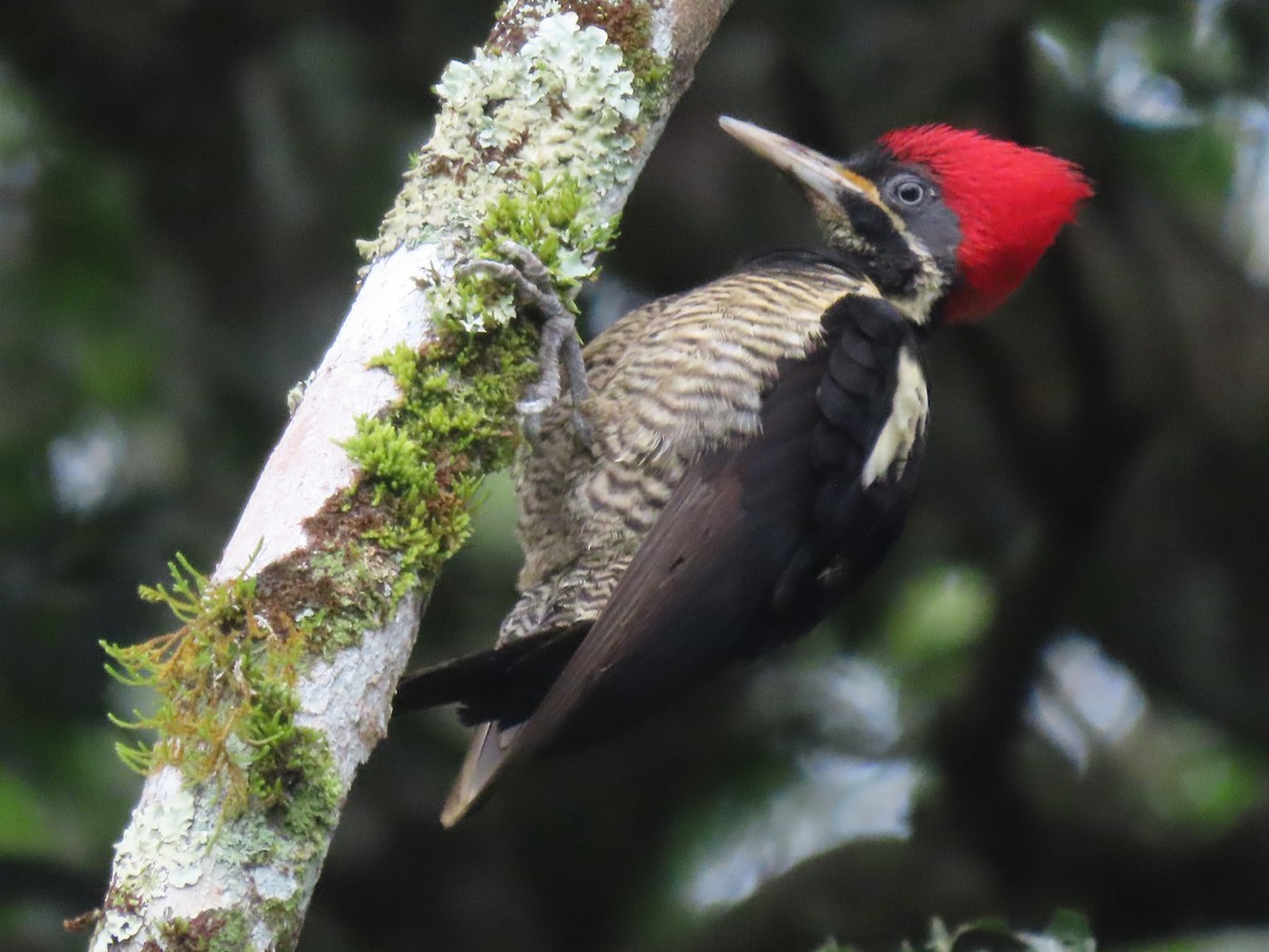 Lineated Woodpecker - ML568578281