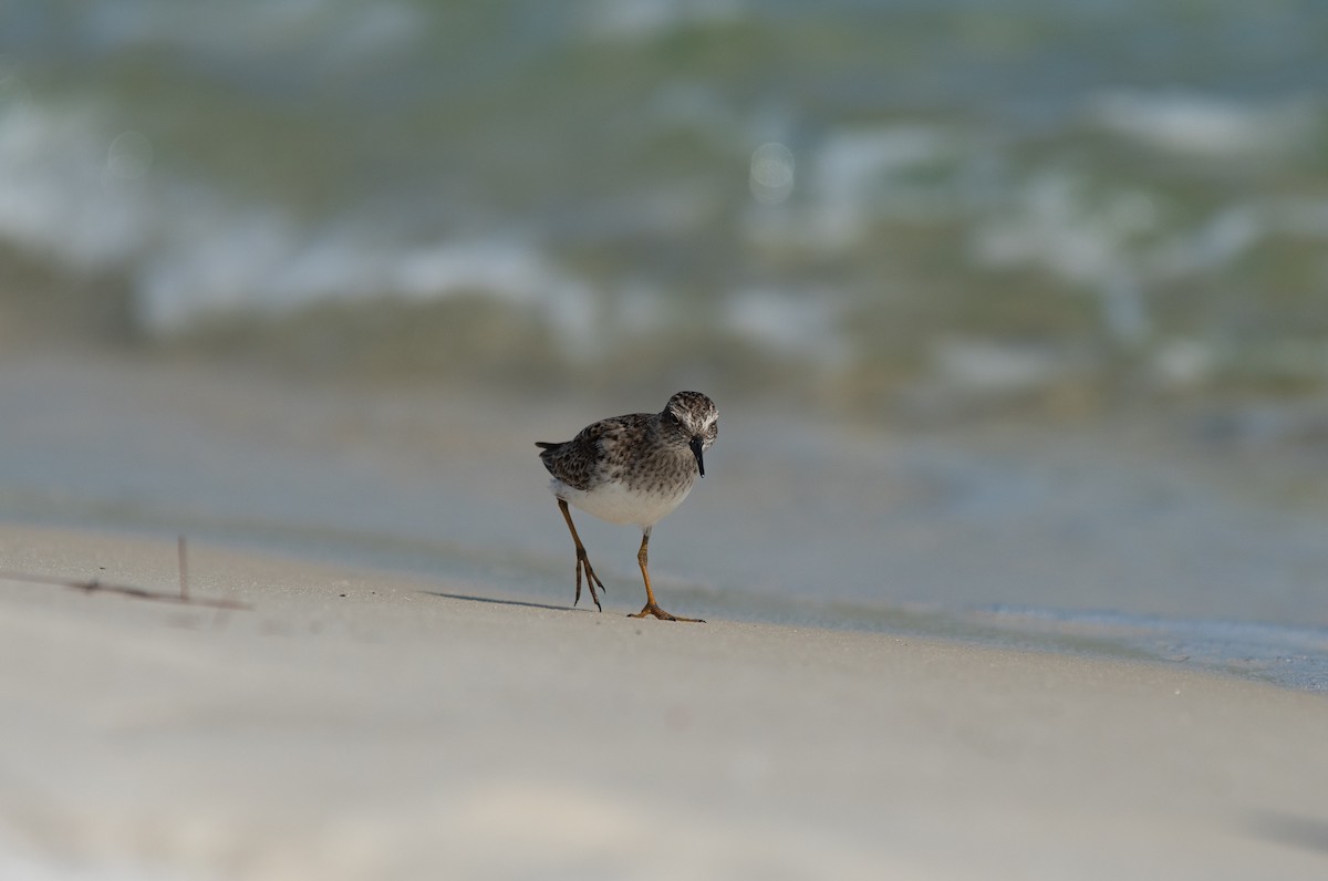 Least Sandpiper - Robert Gundy