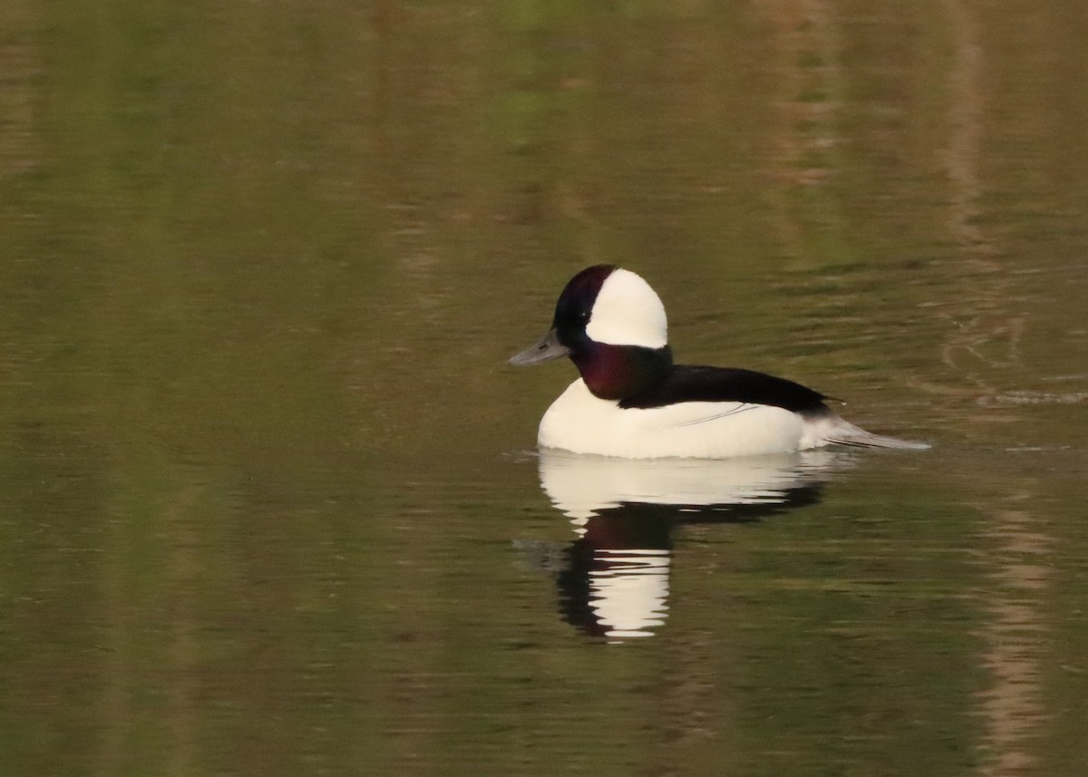 Bufflehead - ML568578401