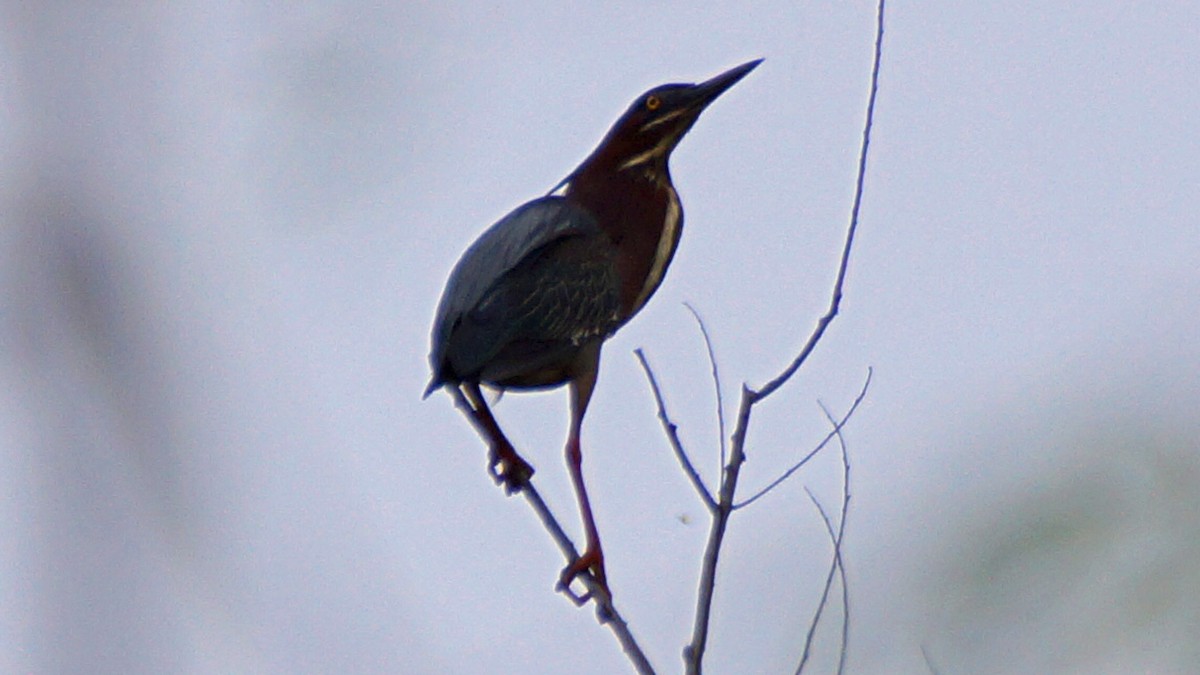 Green Heron - ML568578591