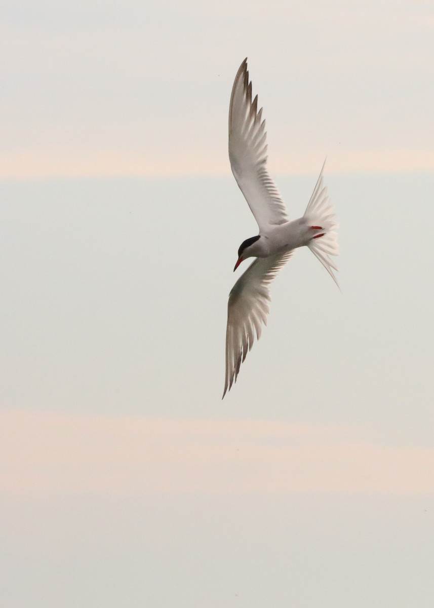 Common Tern - ML568578761