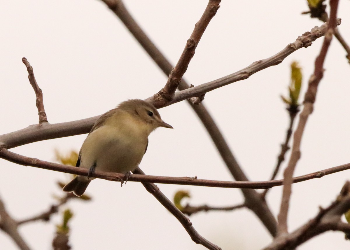 Ötücü Vireo - ML568578951