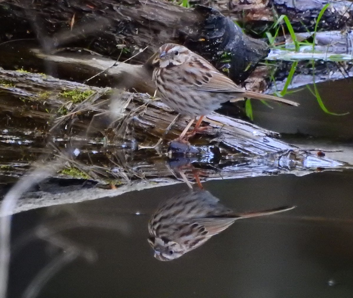 Song Sparrow - ML568579141