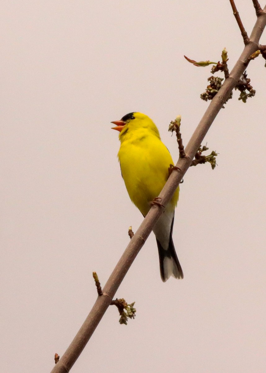 American Goldfinch - John Rudd