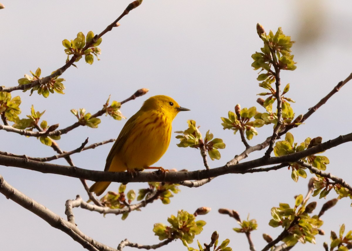 Yellow Warbler - John Rudd