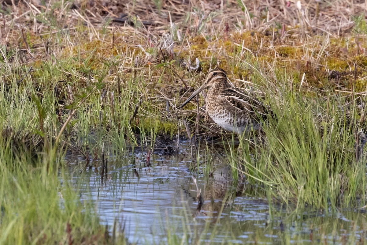 Wilson's Snipe - ML568579461