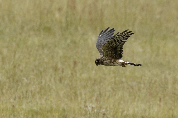 Montagu's Harrier - ML56858031