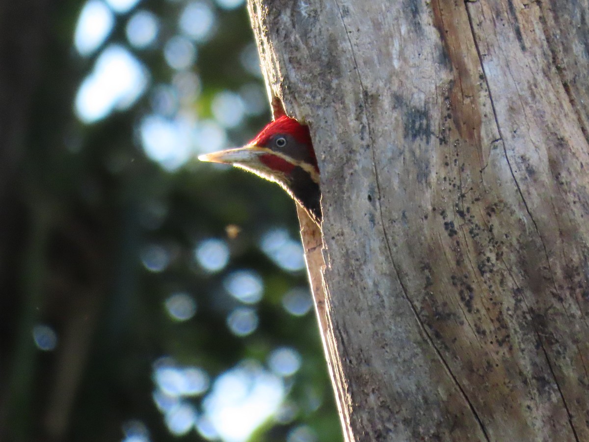 Lineated Woodpecker - ML568580621