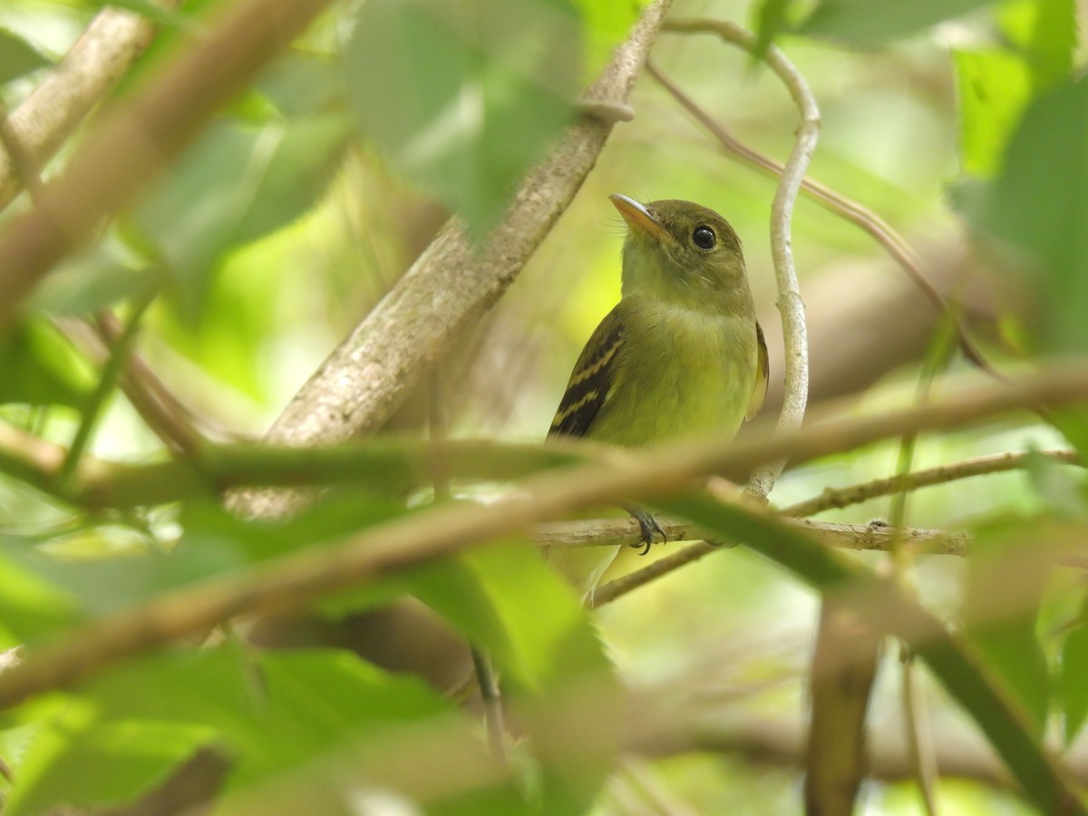 Acadian Flycatcher - Daniel Lane