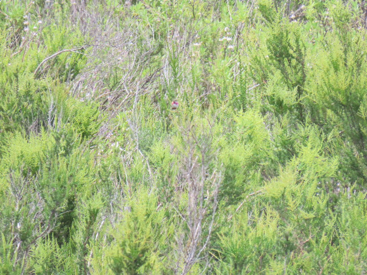 Calliope Hummingbird - ML568583351